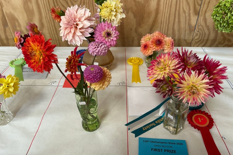 Dahlias winning prizes.