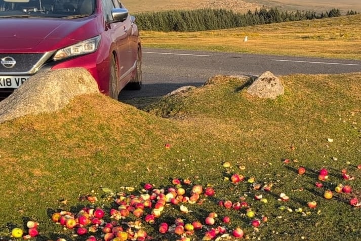 Dartmoor visitors are warned not to feed ponies because they could kill them through their inadvertent kindness. Pictured are unsuitable apples dumped for the ponies.